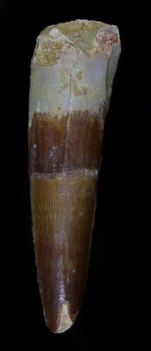 Spinosaurus Tooth - Composite Tooth #36822